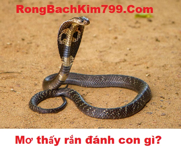 Mơ thấy rắn đánh con gì? Điềm báo khi mơ thấy rắn